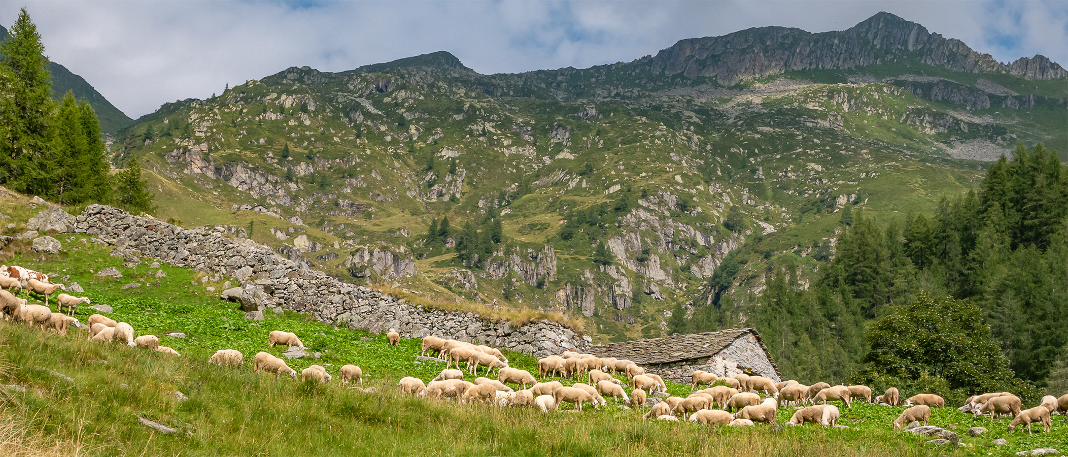 alpeggi-carcoforo-banner